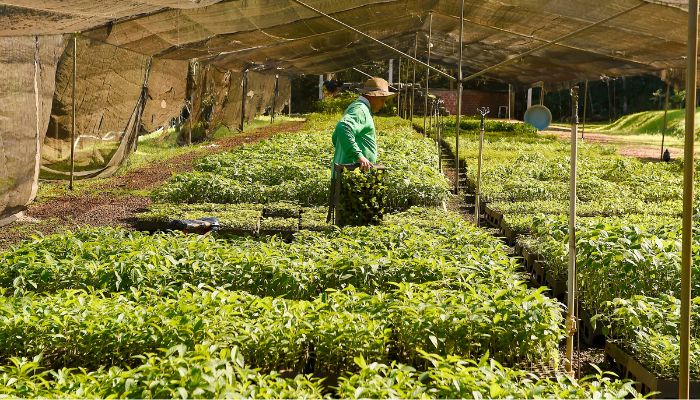  Semana da árvore: com nova ação, Estado alcança 10 milhões de mudas distribuídas desde 2019